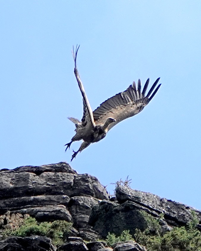 Griffon vulture